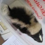 The Skunk Tale Continues
