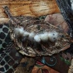 Art Quilt By Elizabeth (Liz) McNally: Past Elegance