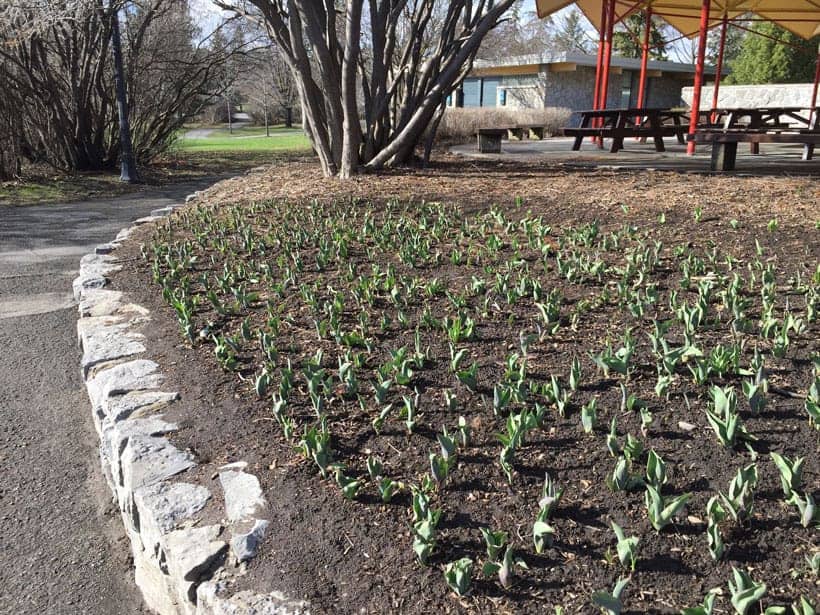 Tulips in Ottawa before spring blooming